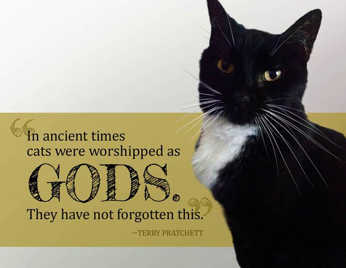 Cat Poster