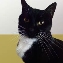 Cat Poster thumbnail