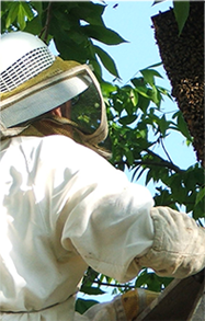 Beekeeper working with hive