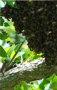 Swarm of bees on tree