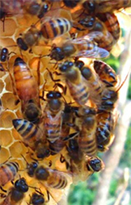 Bees on honeycomb